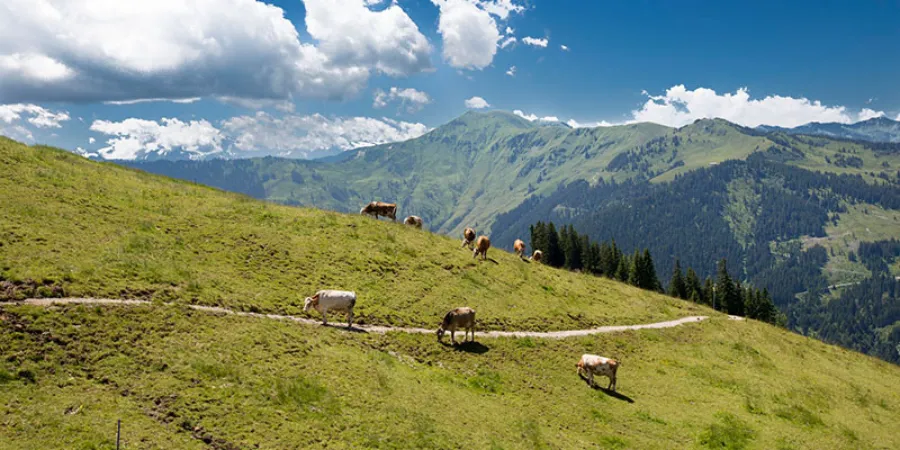 Alpenkoeien